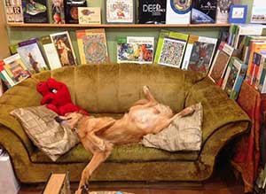 Sustenance Books comfy sofa friendly dog
