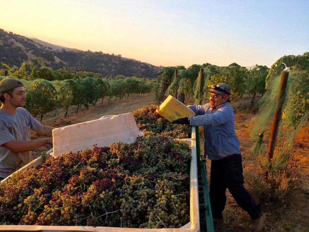 Calaveras Wine Grape Harvest | Calaveras Winegrape Alliance