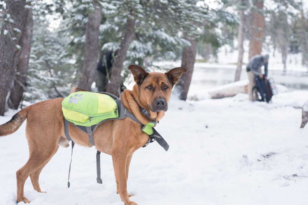 Winter camping with you dog | Jason B Smith
