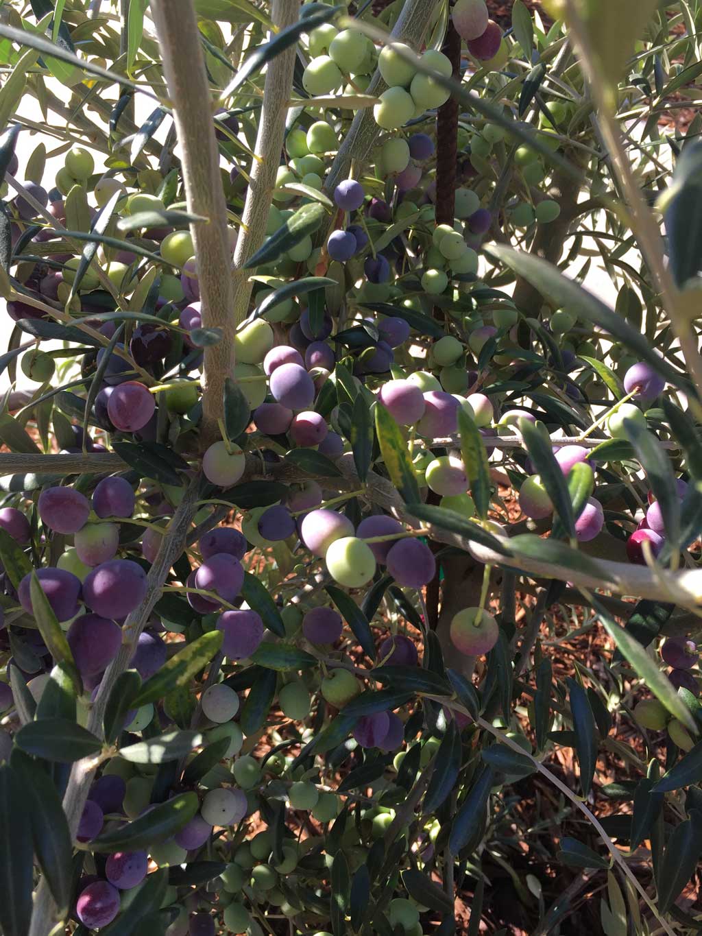 Olive Crush Farms
