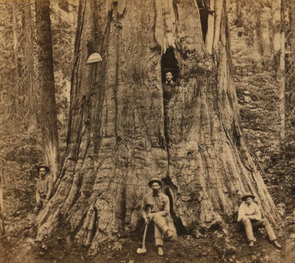 Arnold's History & Culture tied to discovery of Giant Sequoia trees