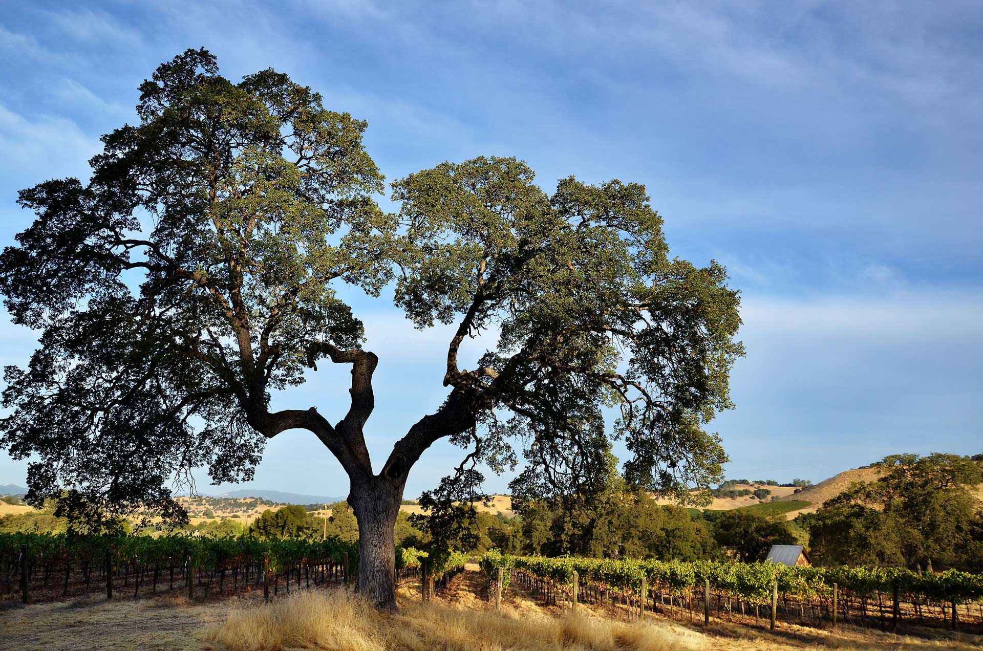 Oak winery clearance