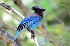 The Steller's Jay | Barry Boulton
